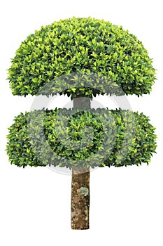 Double layer clipped topiary tree isolated on white background for formal Japanese and English style artistic design garden