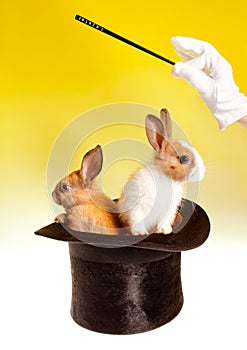 Double magic trick with rabbits photo