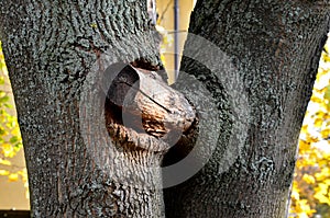 Double maple trunk with overgrown branches in the bark. early intervention by the arborist will prevent later damage and deteriora photo