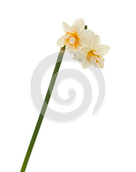 Double mini-narcissi isolated