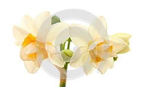 Double mini-narcissi isolated