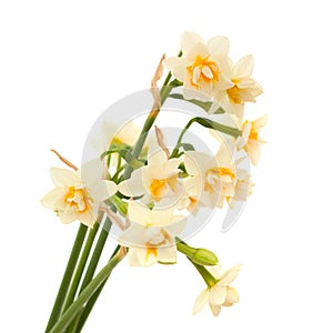 Double mini-narcissi isolated