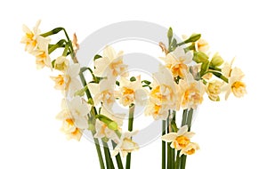 Double mini-narcissi isolated