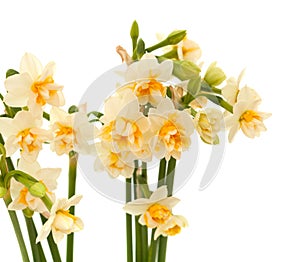 Double mini-narcissi