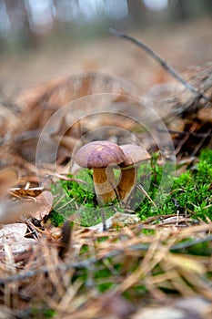 Double mushroom imleria badia commonly known as the bay bolete or boletus badius growing in pine tree forest