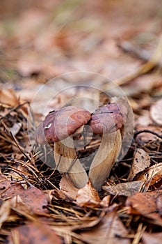 Double mushroom imleria badia  commonly known as the bay bolete or boletus badius growing in pine tree forest