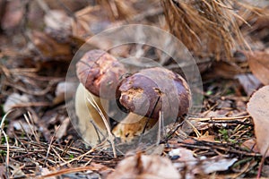 Double mushroom imleria badia commonly known as the bay bolete or boletus badius growing in pine tree forest