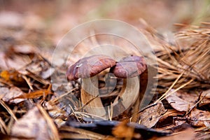 Double mushroom imleria badia  commonly known as the bay bolete or boletus badius growing in pine tree forest
