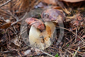 Double mushroom imleria badia commonly known as the bay bolete or boletus badius growing in pine tree forest