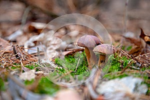 Double mushroom imleria badia commonly known as the bay bolete or boletus badius growing in pine tree forest