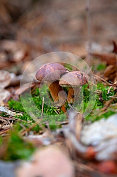 Double mushroom imleria badia commonly known as the bay bolete or boletus badius growing in pine tree forest