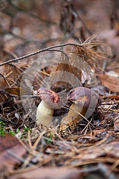 Double mushroom imleria badia commonly known as the bay bolete or boletus badius growing in pine tree forest