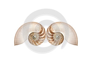 Double nautilus shells