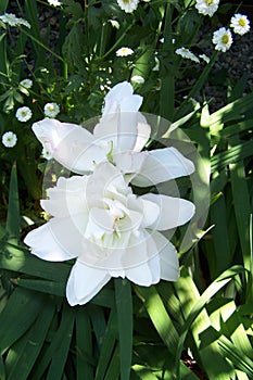 Double Oriental Lily Roselily Anouska - vertical