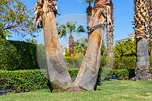 Double palm tree horizontal shot. Trimmed green hedge and lawnPalm trees growing in the form of spread legs and genitals