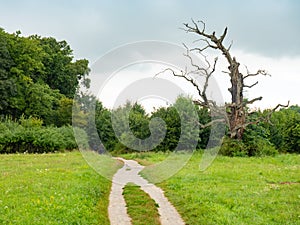 Double path and solitar tree. Park in Lednice, South Moravia