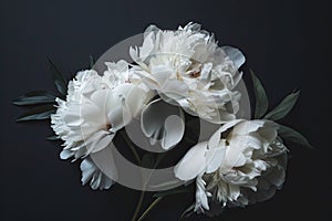 Double Peonies light through flowers and leaves