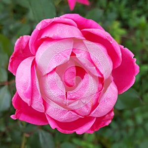 Double petal pink knockout rose