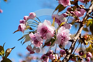 Double pink cherry blossoms branch closeup.