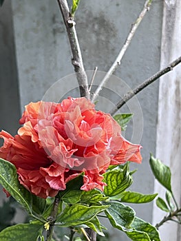 Double Pink China Rose, Hibiscus rosa-sinensis 'Double Pink'