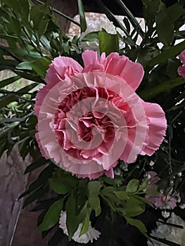 Double Pink China Rose, Hibiscus rosa-sinensis 'Double Pink'