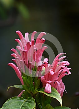 Double pink Justicia carnea bloom, Brazilian plume flower