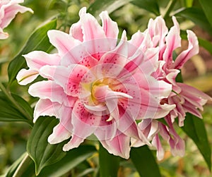 Double Pink Oriental Lily Unfurling