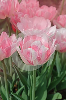 Beautiful double soft pink tulip Angelique