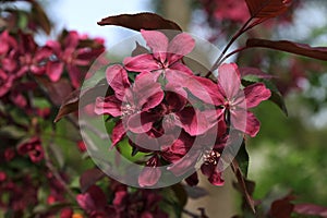 Double pink plum blossoms, Prunus cerasifera