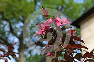 Double pink plum blossoms, Prunus cerasifera