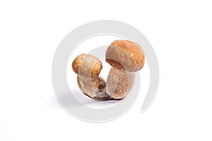 Double porcini mushrooms known as boletus edulis isolated on white background.