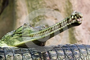 Double portrait of The gharials ,Gavialis gangeticus lying on each other.