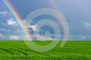 Double rainbow in the blue cloudy dramatic sky over green field of wheat illuminated by the sun in the country side