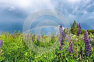 Double rainbow in the blue cloudy sky over green meadow and a forest illuminated by the sun in the country side