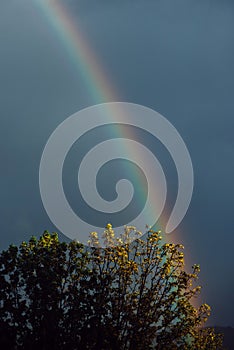 Double Rainbow Over Majestic Tree