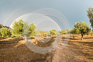 Double rainbow over an organic olive farm, Spain photo