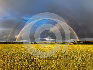 Double Rainbown over wheat field