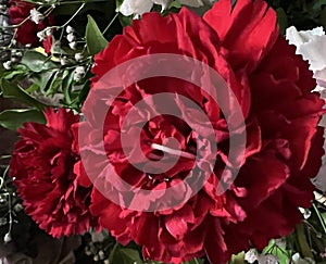 Double Red China Rose, Hibiscus rosa-sinensis 'Double Red'