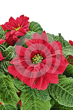 Double Red Pointsettia Portrait