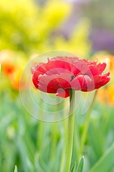 Double Red Tulip
