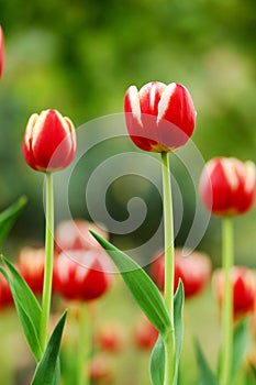 Double red&white tulip