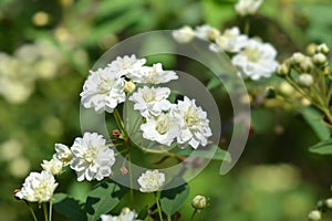 Double Reeves spiraea