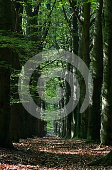 Double row of Beeches