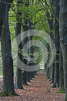 Double row of old beeches