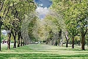 A double row of trees on a sunny summer day in Cantigny in Wheaton, Illinois.