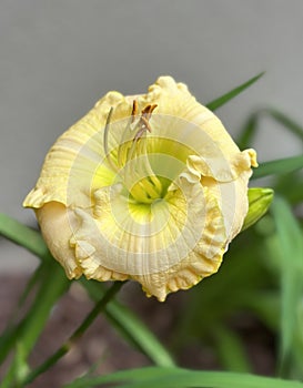 Double ruffle yellow day lily