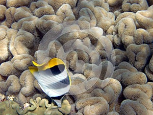 Double-saddle butterfly fish on coral