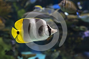 Double-saddle Butterflyfish - Chaetodon ulietensis,tropical coral fish