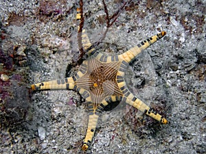 Double Sea Star Iconaster longimanus