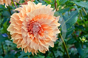 Double size bronze orange flower Dahlia Hercules